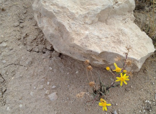 yellow-flower-growing-in-grey-desert-sand.jpg