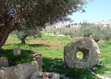 Olive Trees in Jacob's Field in Palestine